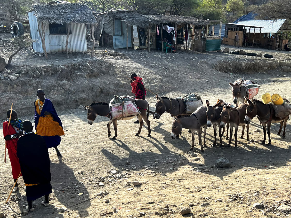 Maasai landrover - Esel sind die wichtigste Hilfe beim Transport von Wasser und Waren