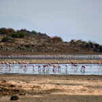 Flamingos am Lake Natron in Tansania