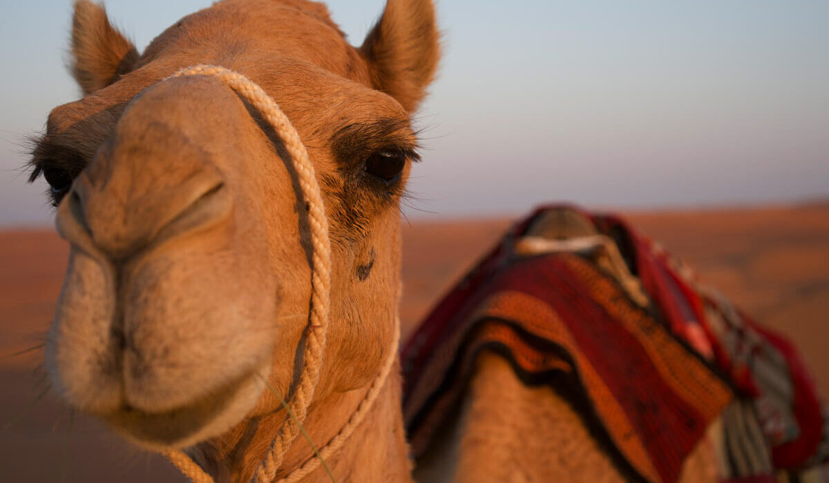 Kamel im Abendlicht