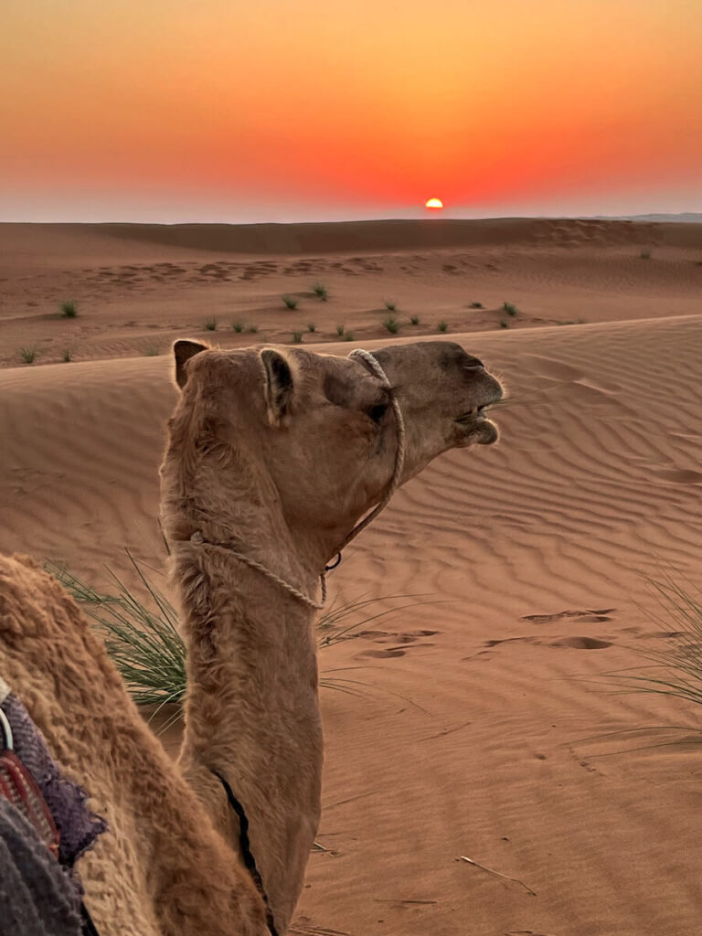 Sonnenaufgang mit Kamel in der Wüste Wahiba Sands