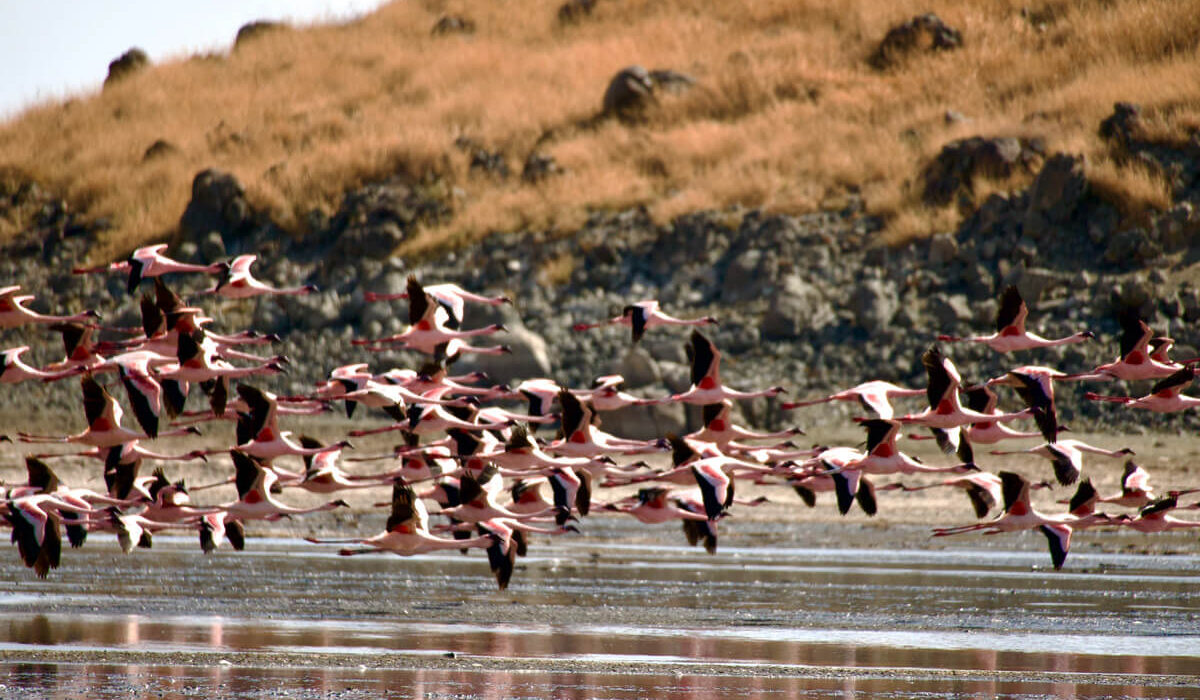 Fliegende Flamingos am Lake Natron