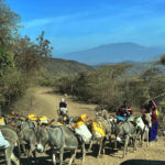 Massai Frauen treiben ihre bepackten Esel über eine Straße in Tansania