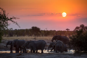 Tarangire Nationalpark in Tansania ist das Zuhause zahlreicher Elefanten