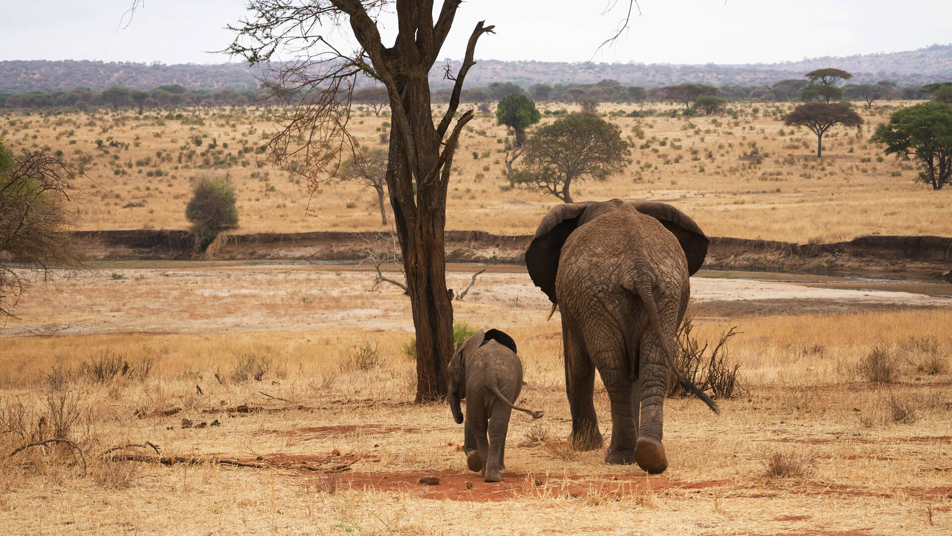 Elefantenmutter mit Jungem im Tarangire Nationalpark in Tansania.