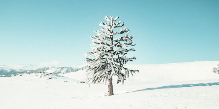 Baum in Schneelandschaft
