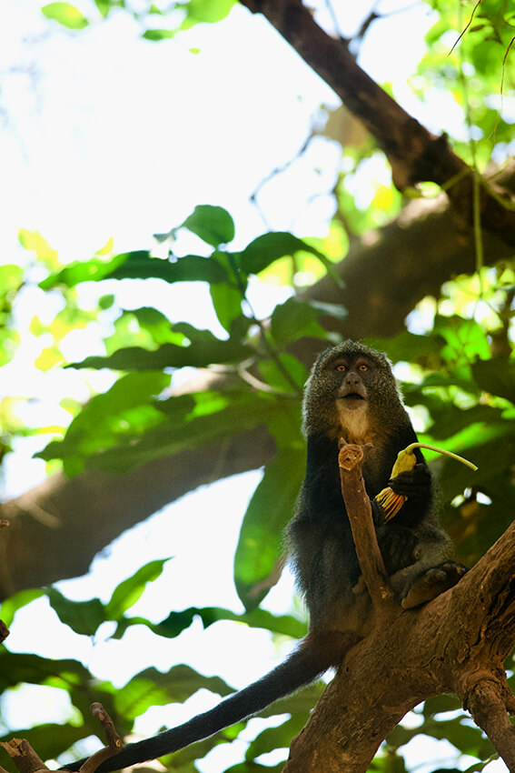 Affen aller Art lieben den Lake Manyara Nationalpark