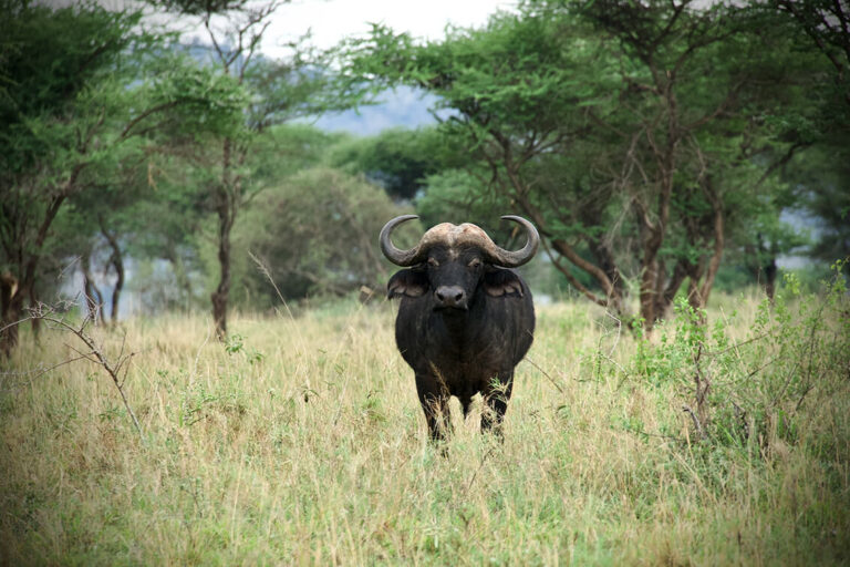 Bueffel BigFive Serengeti