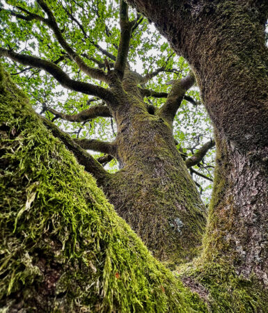 Moosbewachsener alter Baum
