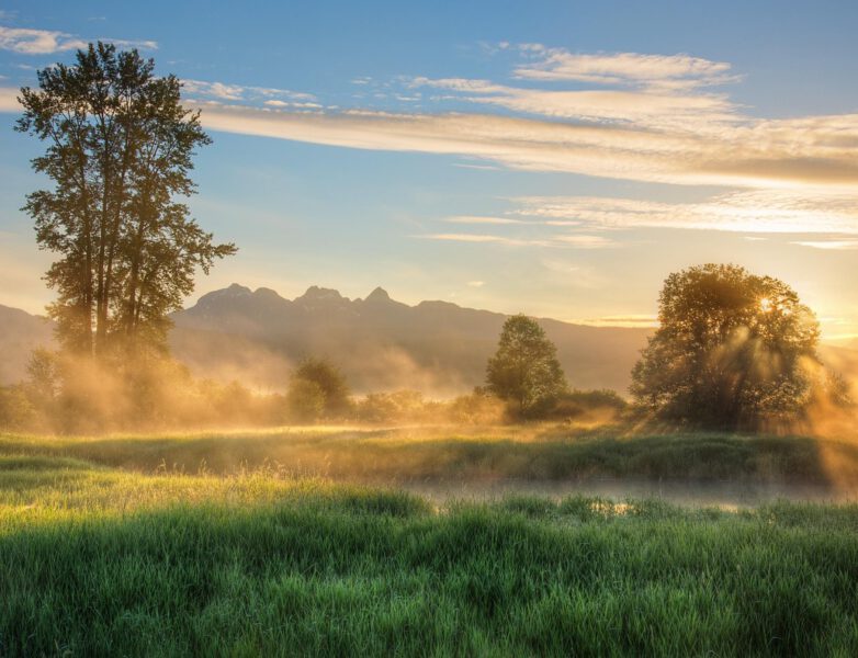 Morgennebel über einer Wiese