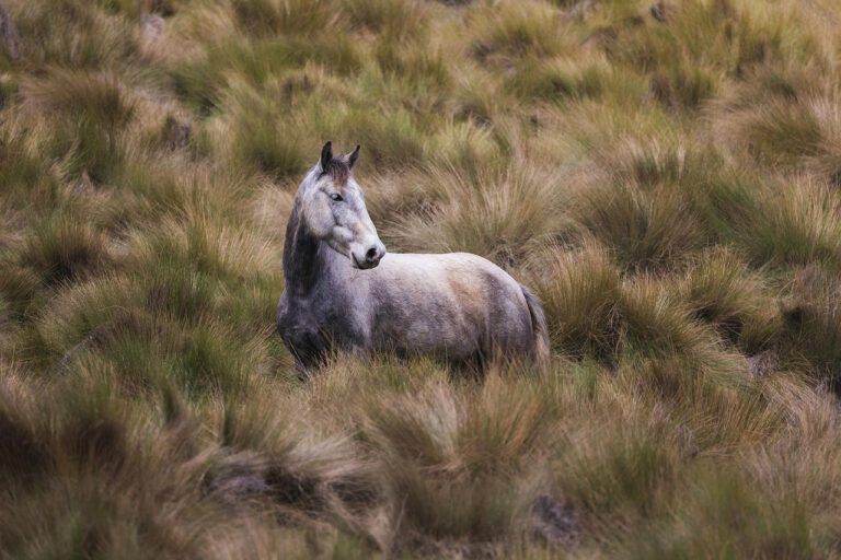 Pferd in einer Wiese als Sinnbild für Wildheit und Freiheit