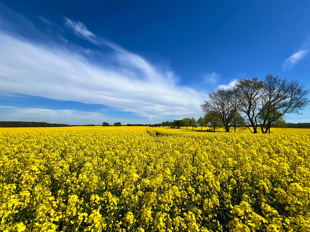 Rapsfeld in Mecklenburg-Vorpommern