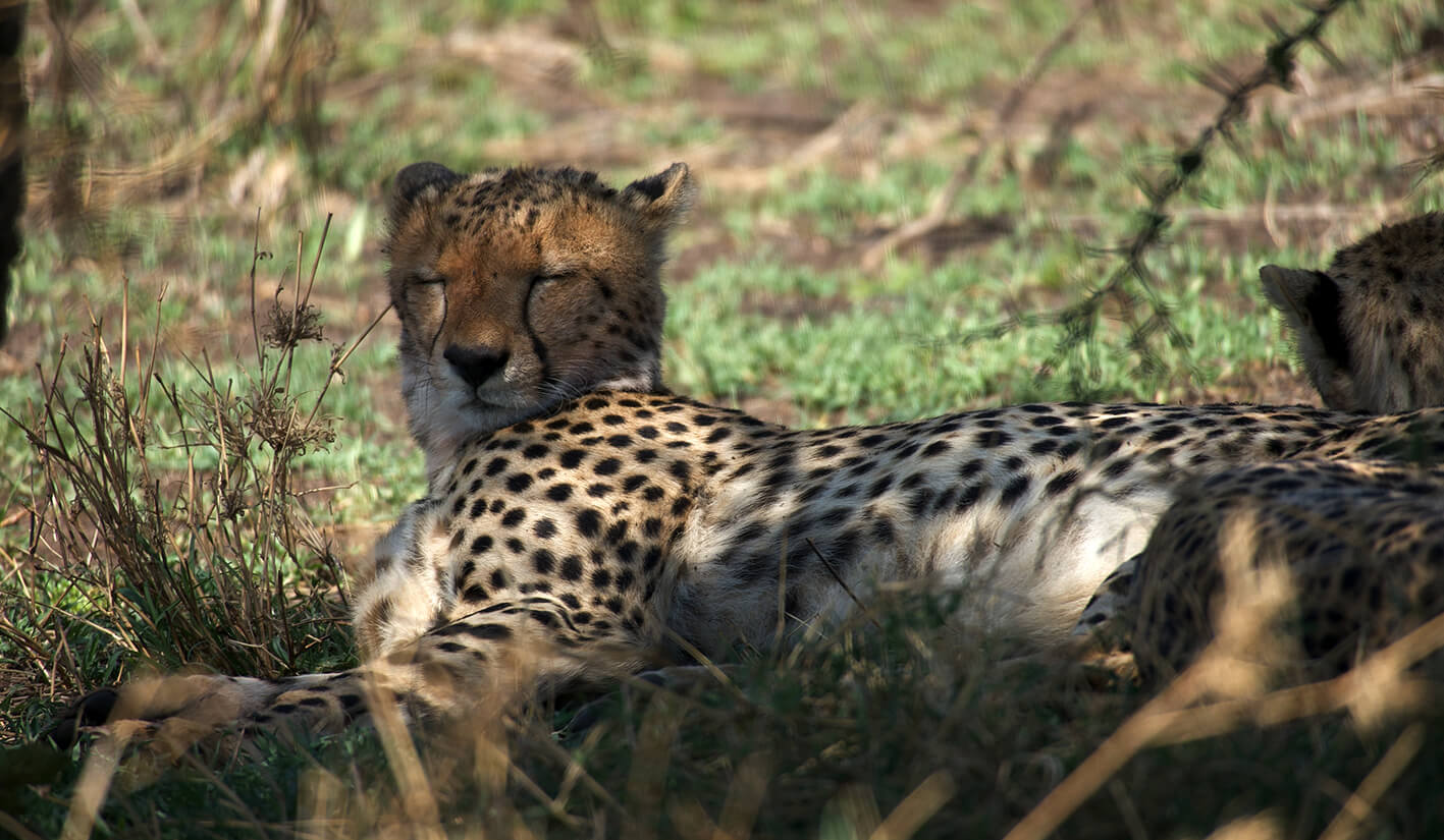 Safari Gepard Serengeti