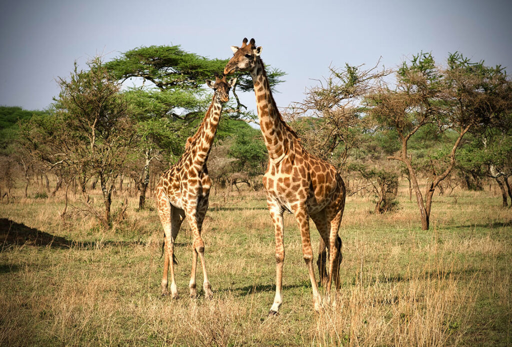 Giraffen - die wahrscheinlich ikonischten aller afrikanischen Tiere