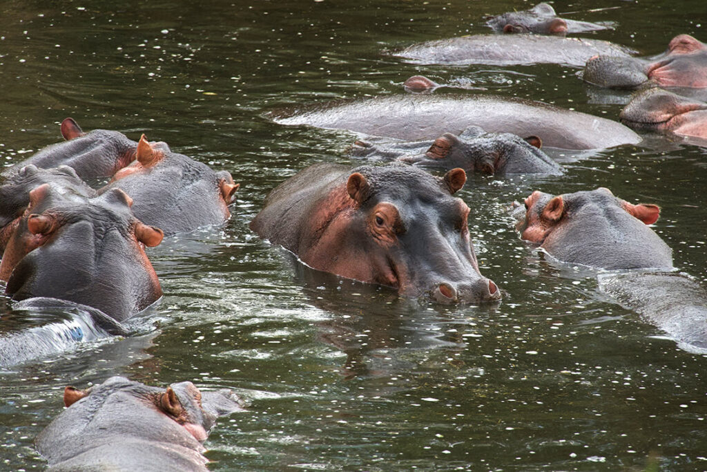 Hippos im Pool bei der Abkühlung