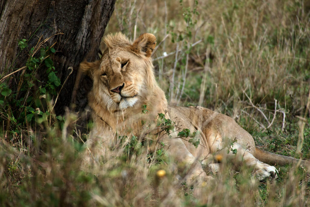 Löwen-Teenager in der Serengeti