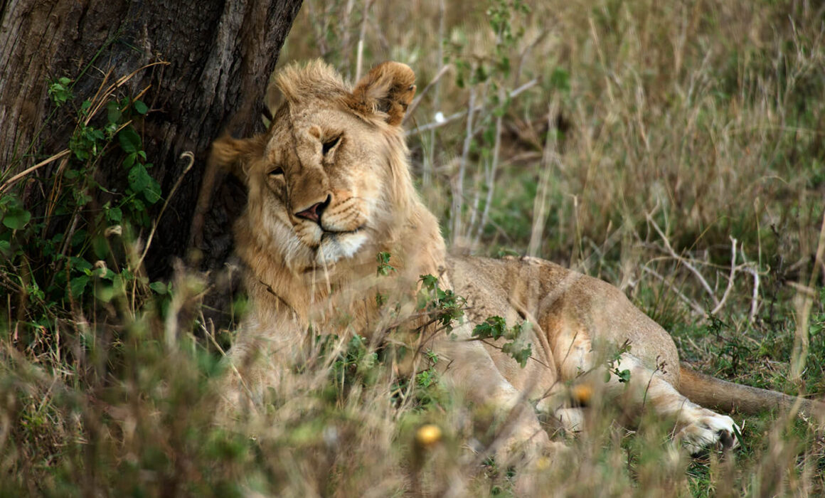 Junger Löwe in der Serengeti