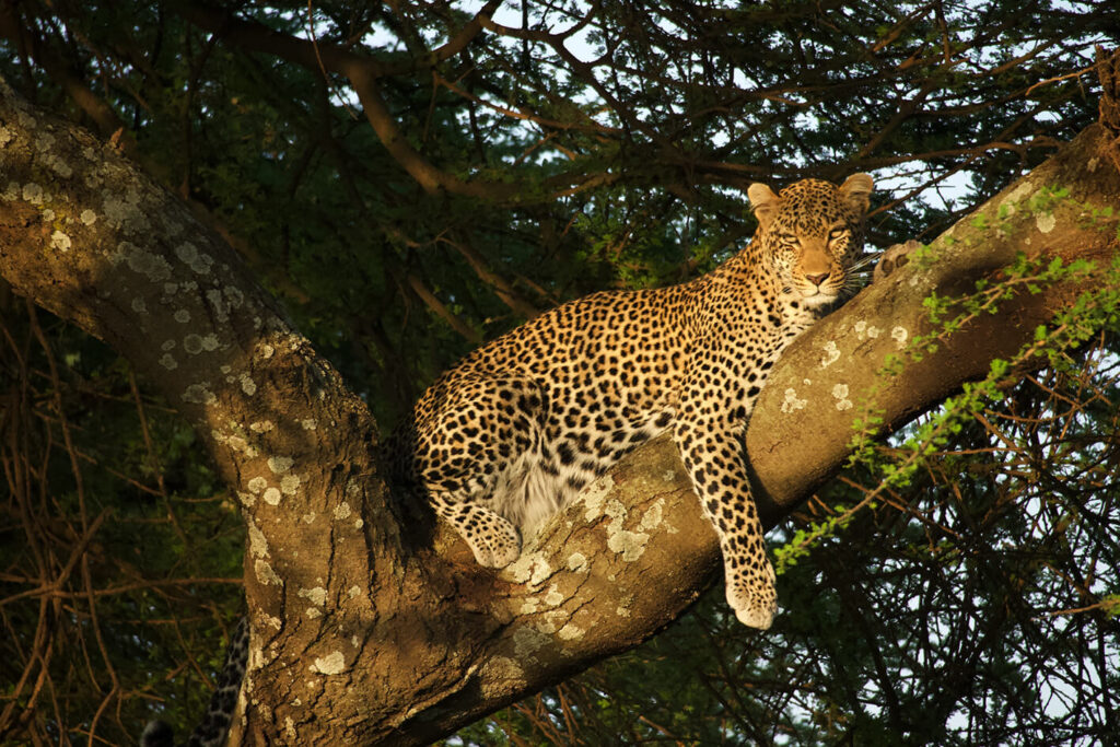 Tierbeobachtungen am frühen Morgen