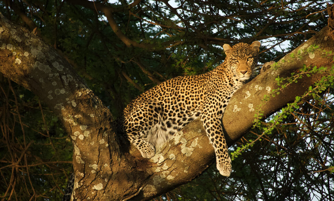 Leopard in der Morgensonne auf einem Baum in der Serengeti