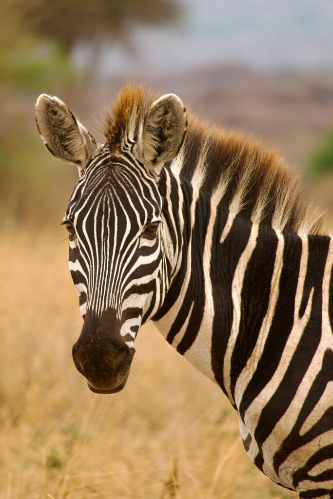 Zebras im Tarangire Nationalpark