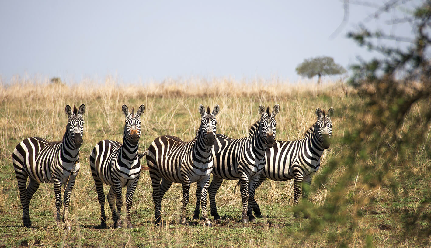 Zebra Gruppe in der Serengeti