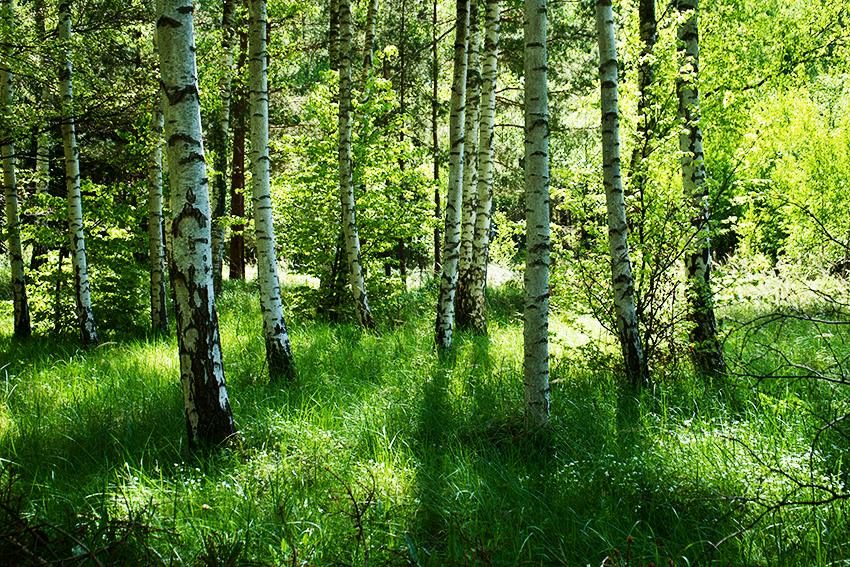 Birkenwald in der Rostocker Heide