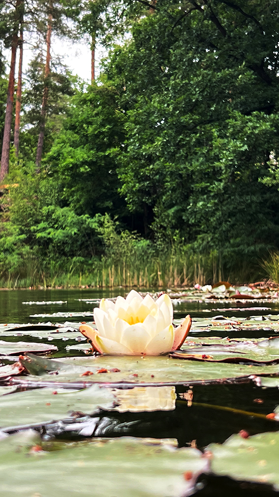 Seerose auf einem See in Brandenburg