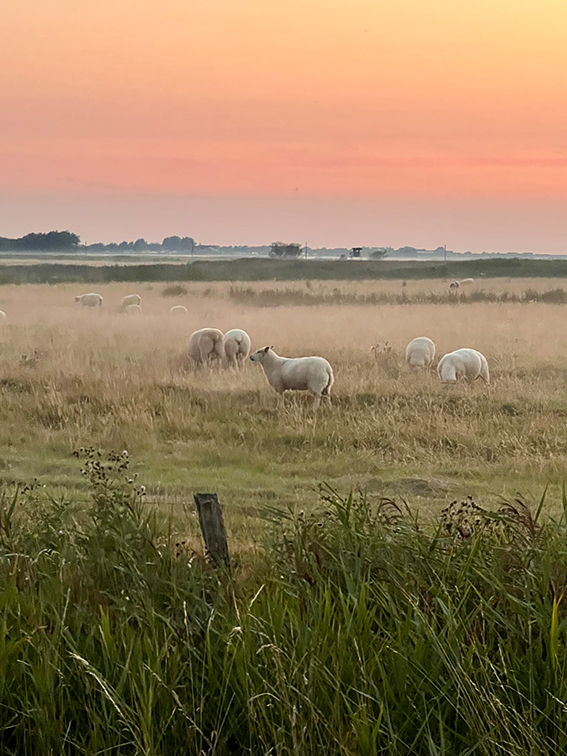 Schafe im Abendlicht an der Nordsee