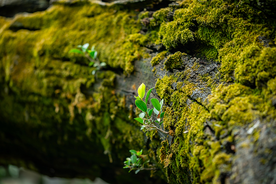Moos an einem alten Baum