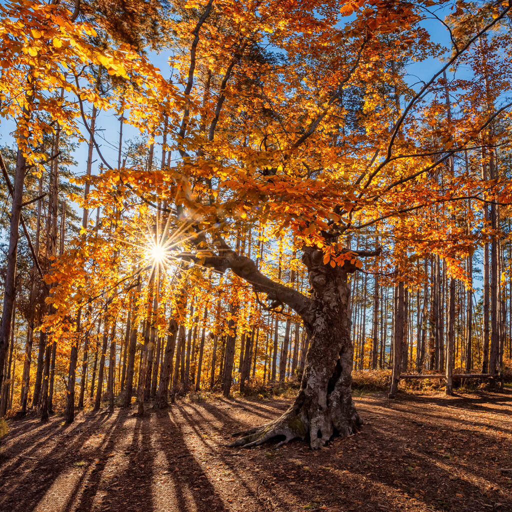 Herbststimmung im Wald