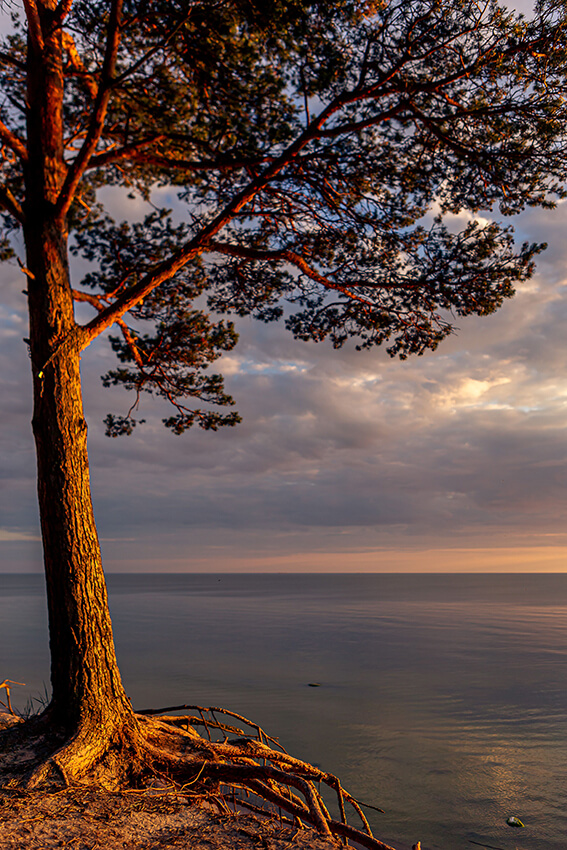 Baum im dramatischen Abendlicht an der Ostsee