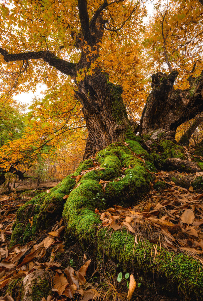 Majestätischer moosbewachsener Baum im Herbst
